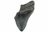 Partial, Fossil Megalodon Tooth - South Carolina #320672-1